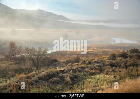 USA, Oregon, Malheur County, Malheur River, Mule Deer am Fluss biegen sich im morninhen Nebel Stockfoto