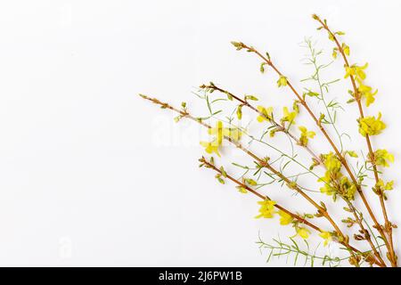 Forsythia Zweige mit gelben Blüten bedeckt. Minimalkonzept Stockfoto