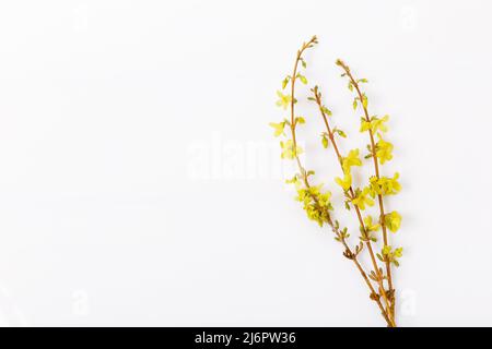 Forsythia Zweige mit gelben Blüten bedeckt. Minimalkonzept Stockfoto