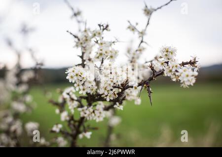 Weiß blüht im Frühling Stockfoto