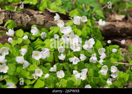 Oxalis acetosella, weiße Blüten aus Holz im Wald Nahaufnahme selektiver Fokus Stockfoto