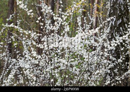 Frühling weiß blühenden Schlehdornbusch im Wald Stockfoto