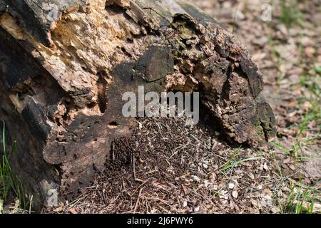 Ameisen Kolonie in alten verfallenen Baumstamm Nahaufnahme selektiver Fokus Stockfoto