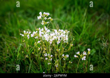 Kuckuck Blume (Cardamine Pratensis) Stockfoto