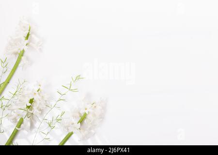 Weiße Hyazinthe-Blüten auf weißem Hintergrund, sommerliches Blumenarrangement Stockfoto