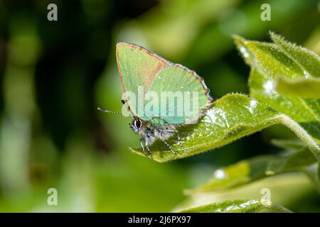 Grüner Haarstreifenschmetterling (Callophrys rubi) auf grünem Efeublatt im April oder Frühjahr, Großbritannien Stockfoto