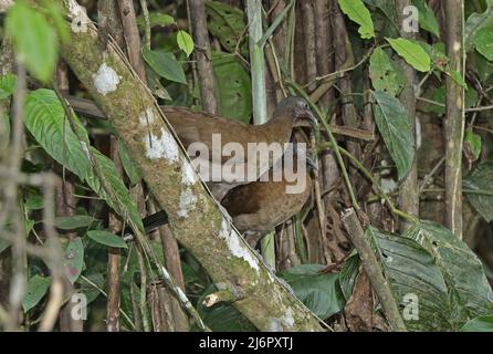 Grauhaarige Chachalaca (Ortalis cinereiceps) zwei Erwachsene, die auf dem Ast Arenal stehen. Costa Rica März Stockfoto