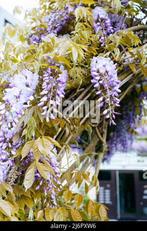 Frühlingsblumen-Glyzinien blühen am Eingang Stockfoto