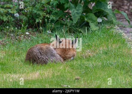 Urban Fox (Vulpes vulpes) schläft auf Gras in einem Garten, städtische Tierwelt, Hampshire, England, Großbritannien Stockfoto