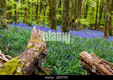 Alte Bäume und Baumstämme umgeben von Bluebells im Wald (Crickhowell, Wales, UK) Stockfoto