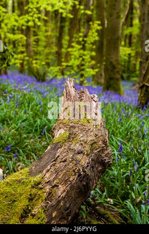 Alte Bäume und Baumstämme umgeben von Bluebells im Wald (Crickhowell, Wales, UK) Stockfoto