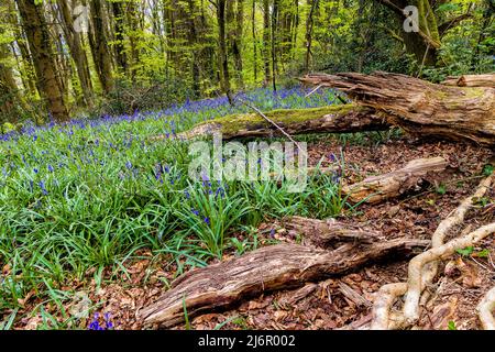 Alte Bäume und Baumstämme umgeben von Bluebells im Wald (Crickhowell, Wales, UK) Stockfoto