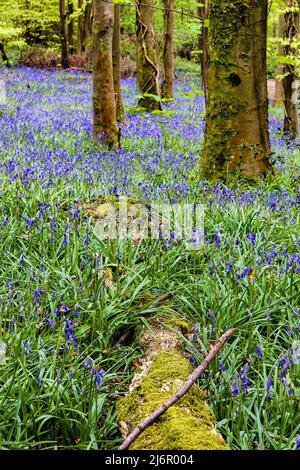 Alte Bäume und Baumstämme umgeben von Bluebells im Wald (Crickhowell, Wales, UK) Stockfoto