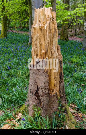 Alte Bäume und Baumstämme umgeben von Bluebells im Wald (Crickhowell, Wales, UK) Stockfoto