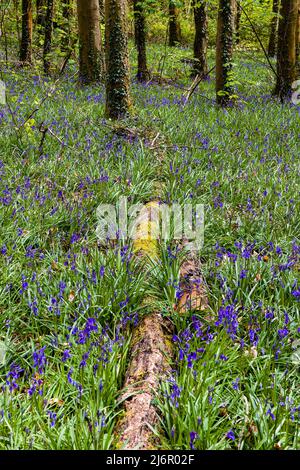 Umgebene Bäume im Wald von Wales, Großbritannien Stockfoto