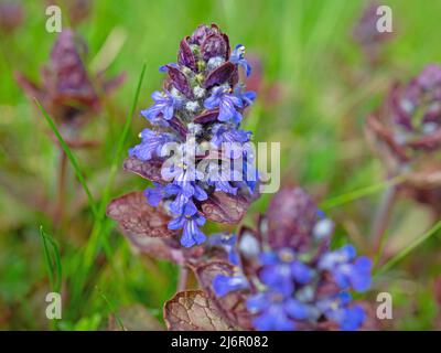 Rotblättrige Bugle, Ajuga reptans, Nahaufnahme Stockfoto