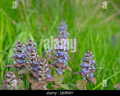 Rotblättrige Bugle, Ajuga reptans, Nahaufnahme Stockfoto