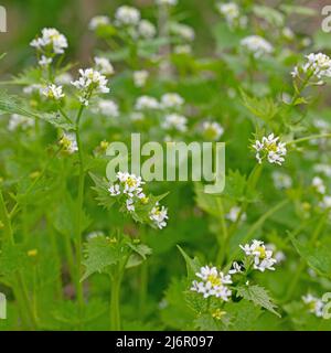 Blühender Knoblauchsenf, Alliaria petiolata, im Frühjahr Stockfoto