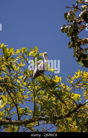 Braune Pelikan Pelecanus occidentalis Stockfoto