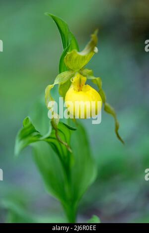 Große gelbe Lady's Slipper Orchid (Cypripedium parviflorum) - Hendersonville, North Carolina, USA Stockfoto