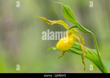 Große gelbe Lady's Slipper Orchid (Cypripedium parviflorum) - Hendersonville, North Carolina, USA Stockfoto