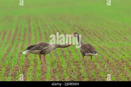 Graugänse, Teil einer großen Herde, die sich auf dem Feld eines Bauern ernährt, während die neue Ernte durch den Boden schiebt. Wissenschaftlicher Name: Anser anser. Adul Stockfoto