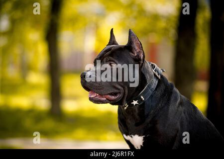 Black American Pit Bull Terrier im Freien Nahaufnahme Porträt Stockfoto