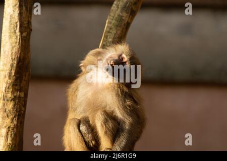 Hamadryas Pavian (Papio hamadryas) Weibliche Hamadryas Pavian Stretching in der Morgensonne Stockfoto