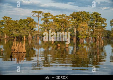 USA, South, Louisiana, Atchafalaya-Becken, Stockfoto