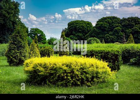 Beschnittene Büsche in topiary verschiedene Form im Hintergrund Laubbäume durch Sonnenlicht beleuchtet, Natur Sommerlandschaft im Park, weiße Wolken auf Stockfoto