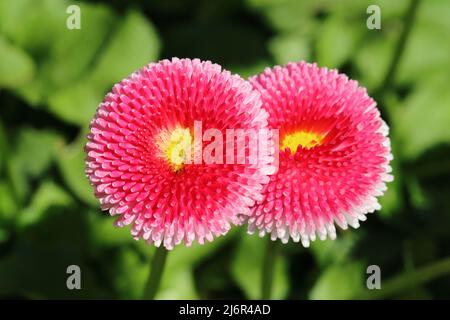Nahaufnahme von zwei schönen bellis perennis Blumen vor einem verschwommenen grünen Hintergrund Stockfoto