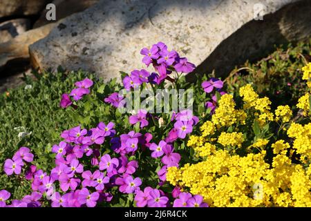 Blick auf sonnenbeleuchtete gelbe Alyssumblumen und violette Aubrieta in einem Steingarten Stockfoto