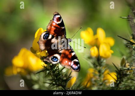 BEACOCK SCHMETTERLING AUF GINSTER Stockfoto