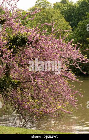 Park des Buttes Chaumont. Nahaufnahme eines wunderschönen Judas-Baumes Stockfoto