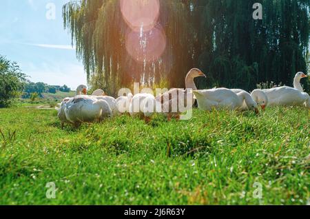 Weiße und graue Hausgänse grasen auf dem Rasen mit grünem Gras. Geflügelpflege. Sonneneinstrahlung Stockfoto