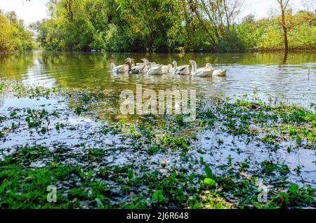 Schwarm grauer und weißer Gänse schwimmt auf dem Wasser. Hintergrund Fluss mit Weiden nach unten lehnen. Stockfoto