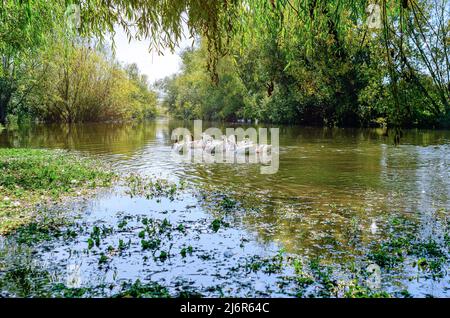 Schwarm grauer und weißer Gänse schwimmt auf dem Wasser. Hintergrund Fluss mit Weiden nach unten lehnen. Stockfoto