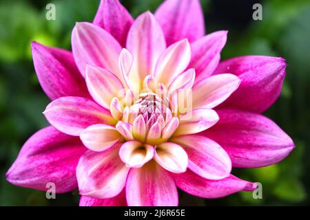 Nahaufnahme einer einzelnen Hypnotica Electric Pink Dahlia Stockfoto