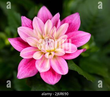 Nahaufnahme einer einzelnen Hypnotica Electric Pink Dahlia Stockfoto