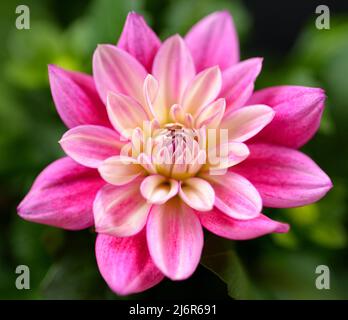 Nahaufnahme einer einzelnen Hypnotica Electric Pink Dahlia Stockfoto