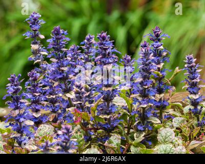 Hohe Spitzen aus blauen Blüten des kompakten immergrünen Bodens bedecken winterharte Stauden, Ajuga reptans 'Burgundy Glow' Stockfoto