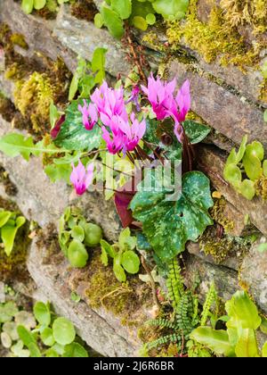 Frühlingsbrot, rosa blühender Cyclamen repandum, wächst in einer Spalte in einer alten Trockensteingartenwand Stockfoto