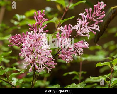 Duftende rosa Blüten in den Rispen des Zwerges, frühlingsblühender Flieder, Syringa meyeri 'Palibin' Stockfoto