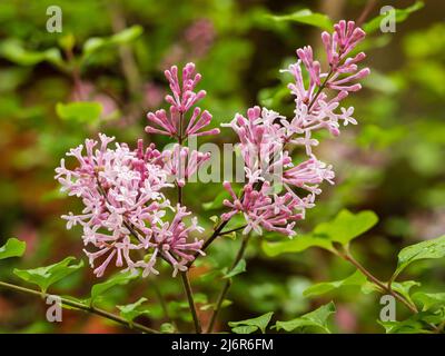 Duftende rosa Blüten in den Rispen des Zwerges, frühlingsblühender Flieder, Syringa meyeri 'Palibin' Stockfoto