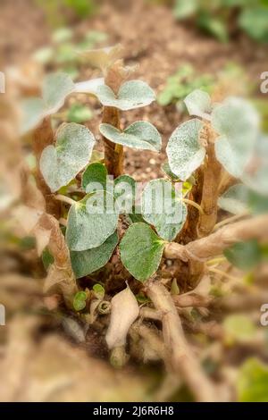 Stattliche Begonia venosa, geäderte Begonia, natürliches Nahaufnahme-Pflanzenportrait Stockfoto