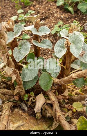 Stattliche Begonia venosa, geäderte Begonia, natürliches Nahaufnahme-Pflanzenportrait Stockfoto