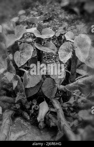 Stattliche Begonia venosa, geäderte Begonia, natürliches Nahaufnahme-Pflanzenportrait Stockfoto