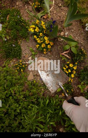 Fischblut- und Knochenmehl vor der Anwendung auf einer Gartenkelle gesehen. Stockfoto