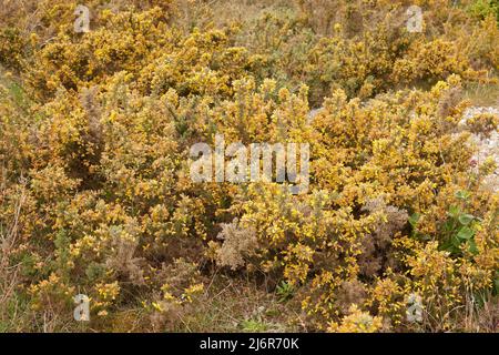 Nahaufnahme des in freier Wildbahn zu sehenden gelben, blühenden Ginsterbusches. Stockfoto