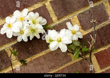 Close-up Blumenportrait von auffälligen Clematis x Cartmanii ‘Avalanche Blumen gegen Backsteinmauer Stockfoto